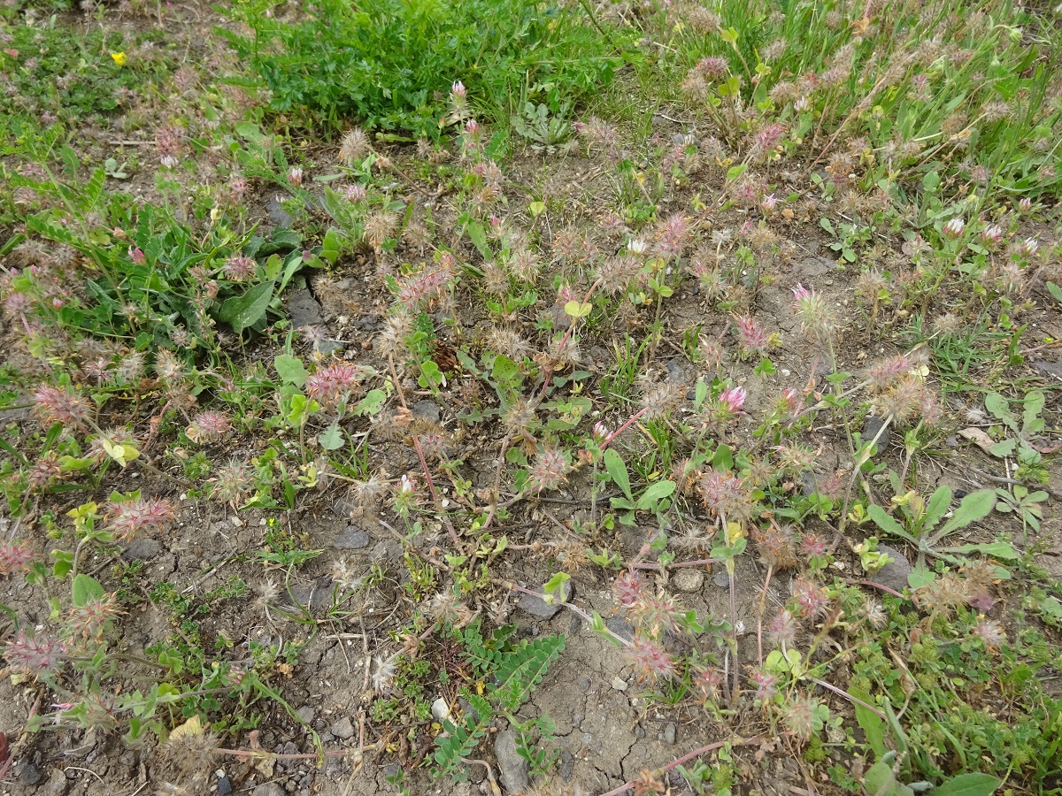 Trifolium incarnatum var. molinerii (Fabaceae)